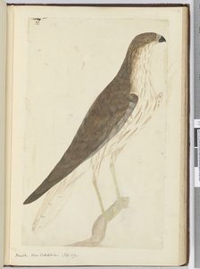 F.32 Hawk. Ny Caledonia. (sept. 1774), 1772–75 (wc) av Isaac Smith