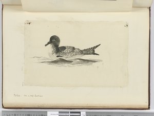 F.37b Pintado. Sett i høy sør lat., 1772-75 (wc) av Isaac Smith