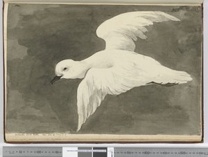 F.39 Antarktisk hvit petrel. Sett lat. 60 til lat. 71 S., 1772-75 (wc) av Isaac Smith