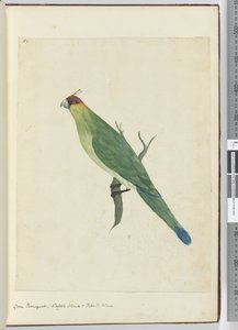 F.3 Grønn parkett. Norfolk Island & Friendly Islands, 1772–75 (wc)
