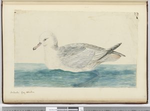 F.42 Antarktis grå albatross, 1772-75 (wc)