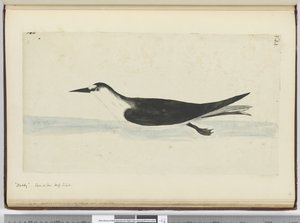 F.44 Noddy. Sett til sjøs høy S. lat., 1772-75 (wc) av Isaac Smith