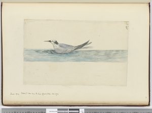 F.45 Liten grå petrel(?) sett nær Kapp det gode håp. oktober 1772, 1772–75 (wc) av Isaac Smith