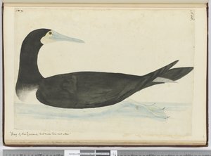 F.46 Shag of New Zealand som bygger rede i trær, 1772-75 (wc) av Isaac Smith