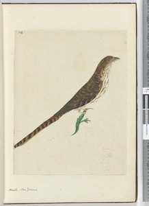 F.4 Hawk. New Zealand, 1772–75 (wc) av Isaac Smith