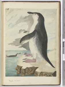 F.50 Pingvin. New Zealand, 1772–75 (wc)