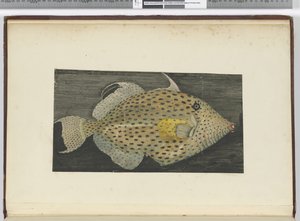 F.55 En fisk kalt Old Wife of S. Jago, 1772-75 (wc)