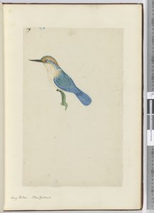 F.9 Kongefisker. New Zealand, 1772–75 (wc) av Isaac Smith