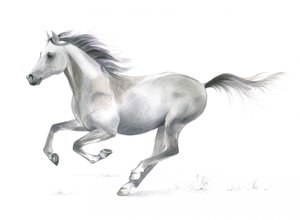 Dynamisk ynde hos en galopperende hest