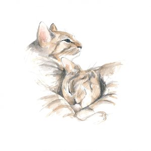 Avslappede katter