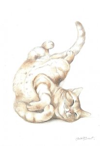 Avslappet katt