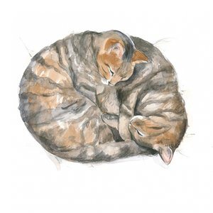 Runde katter