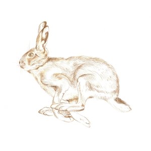 Løpende vill hare