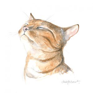 Rolig stripete katt