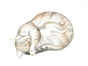 Sovende stripete katt