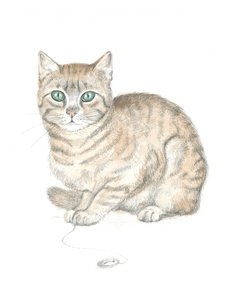 Stripete katt og knapp