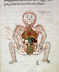 Arabisk medisin: "" blodsirkulasjon og fordøyelsessystem"" Miniatyr av anatomimanuskriptet "" Tashrih bi al-Taswir"" (kroppens anatomi) av Mansur (Mansur) ibn Ilyas (ca. 1390) Istanbul fra 1600-tallet, universitetsbiblioteket