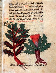 Side fra et medisinsk herbarium (manuskript av Islamic School