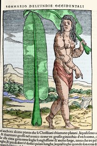 En vestindisk innfødt som står ved et tobakksblad. Gravering fra boken "" Navigationi and Viaggi"" vol. III av Giovanni Battista Ramusio (1485-1557), Venezia 1565. av Italian School
