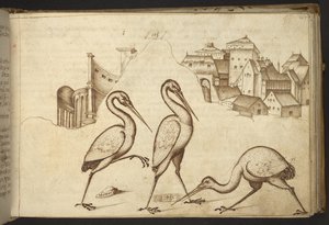 Legge til. 82955, f.107   Ibiser (