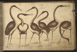 Legge til. 82955, f.110 Fugler. , fra Historia Animalium, (bestående av 245 penn-og-blekk-tegninger av forskjellige dyrearter og mytiske skapninger, hver ledsaget av en beskrivelse.) 1595 av Italian School