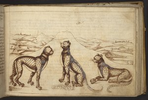 Legge til. 82955, f.170 Panther ('kanariulv')., fra Historia Animalium av Italian School