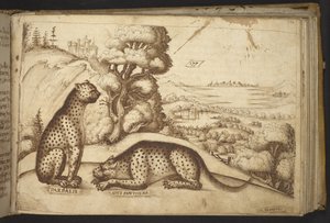 Legge til. 82955, f.176 Leoparder (