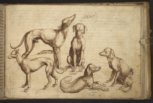 Legge til. 82955, f.206 Hunder av forskjellige raser ("canis").  , fra Historia Animalium, (bestående av 245 penn-og-blekk-tegninger av forskjellige dyrearter og mytiske skapninger, hver ledsaget av en beskrivelse.)    1595 av Italian School