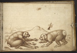 Legge til. 82955, f.244 Hundelignende skapninger som kjemper ('Cinocephalus')., fra Historia Animalium av Italian School
