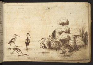 Legge til. 82955, f.26 Vadefugler (