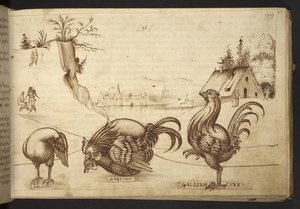 Legge til. 82955, f.37   Kyllinger (