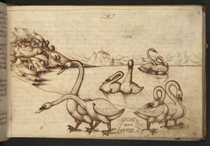 Legge til. 82955, f.57   Svaner (