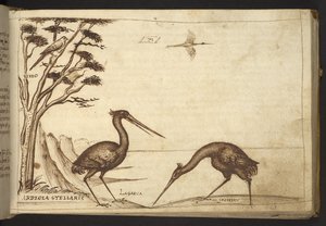 Legge til. 82955, f.70   Hegre (