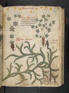 Legg til MS 41623 'A herbal', Belluno (blekk og farge på vellum) av Italian School