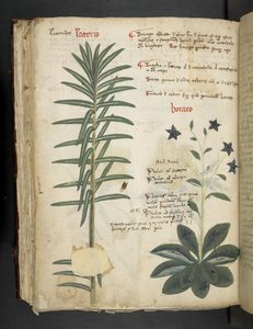 Legg til MS 41623 Boraxo (eller 