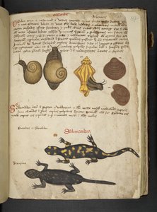 Legg til MS 41623 Chiocciole og Salamandra, fra 