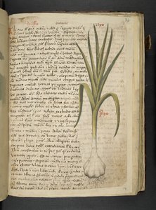Legg til MS 41623 De Allio, 