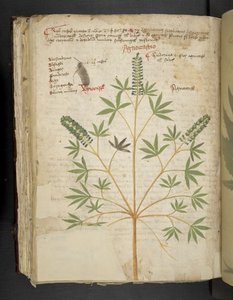 Legg til MS 41623 f.101v 