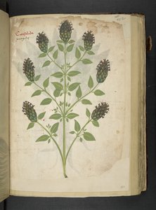 Legg til MS 41623 f.103r Consolida, fra 'A herbal', Belluno (blekk og farge på vellum) av Italian School
