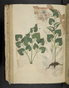 Legg til MS 41623 f.104v Anthurium, fra 