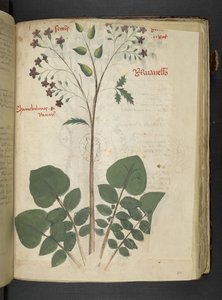Legg til MS 41623 f.110r 