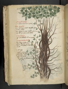 Legg til MS 41623 f.110v Mangrove-tre, fra en 