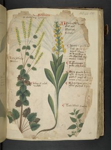 Legg til MS 41623 f.113r 