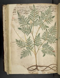 Legg til MS 41623 f.114v 