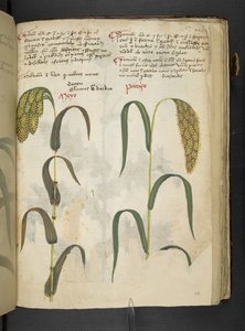 Legg til MS 41623 f.117r 'A herbal', Belluno (blekk og farge på vellum) av Italian School