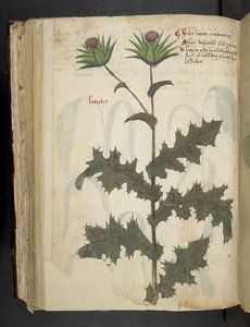 Legg til MS 41623 f.117v Thistle 