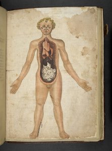 Legg til MS 41623 f.126r The Internal Organs of a Human, fra 