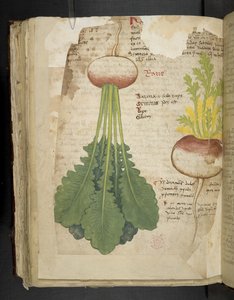 Legg til MS 41623 f.126v 