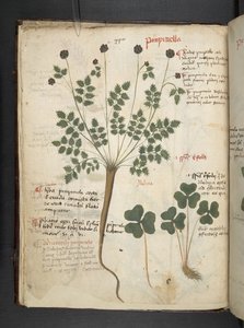 Legg til MS 41623 f.14v A herbal, Belluno (blekk og farge på vellum) av Italian School