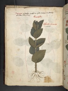 Legg til MS 41623 f.16v A herbal, Belluno (blekk og farge på vellum) av Italian School